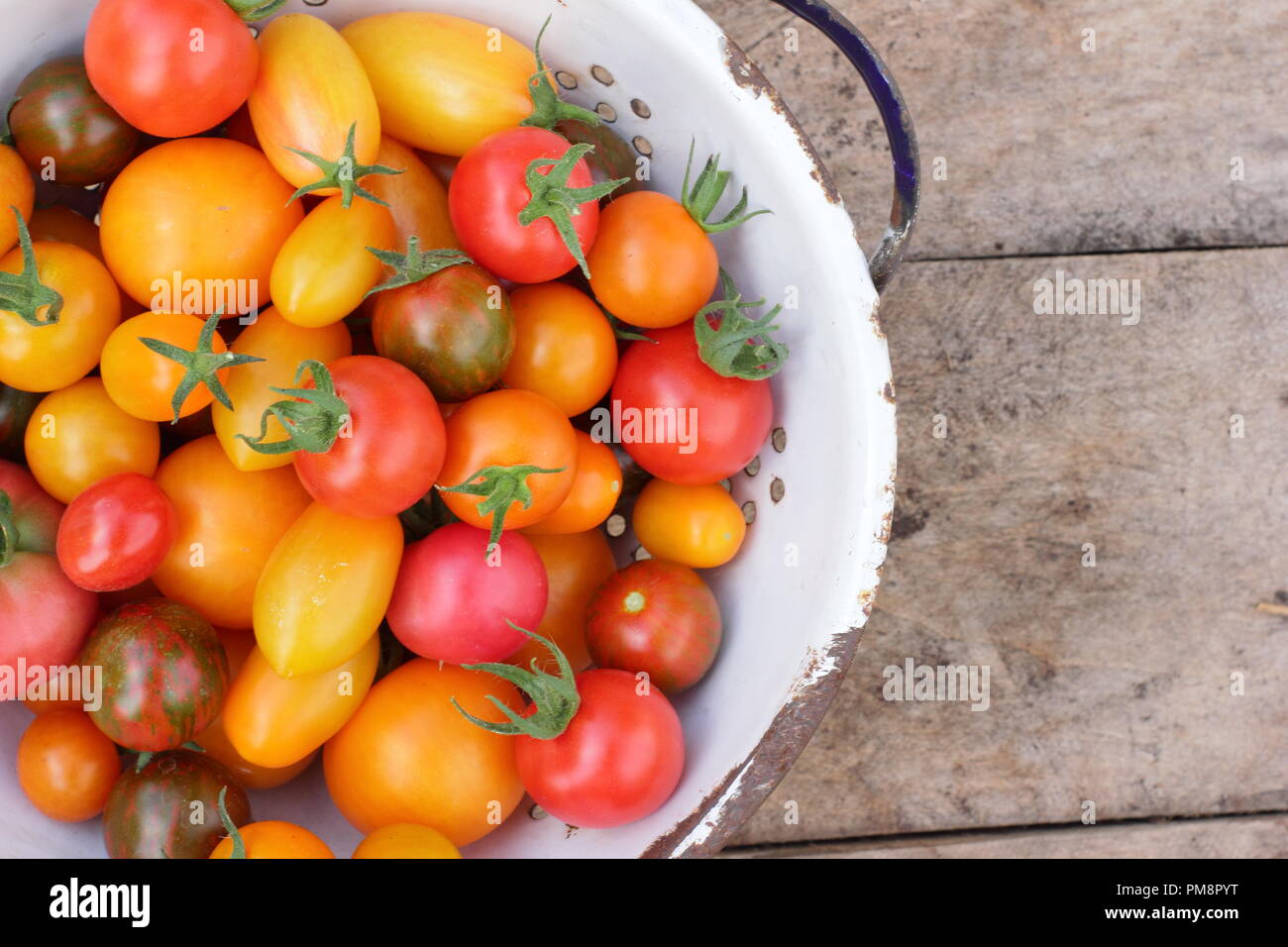 Tomatoes in colander top view. Freshly picked homegrown tomatoes - Chadwick's Cherry and Black Zebra in enamel colander,UK Stock Photo