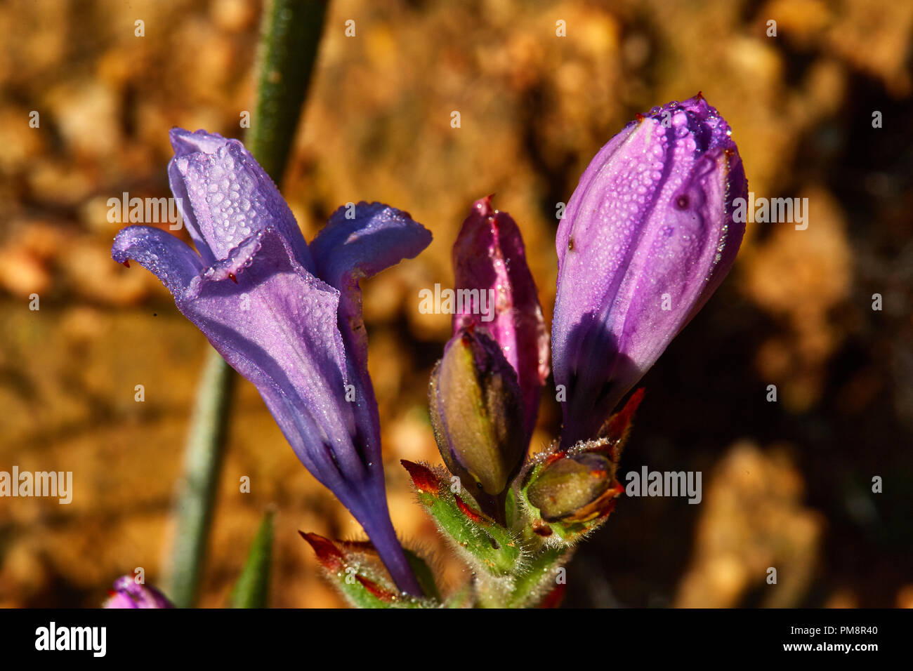 Babiana cuneate with morning dew Stock Photo