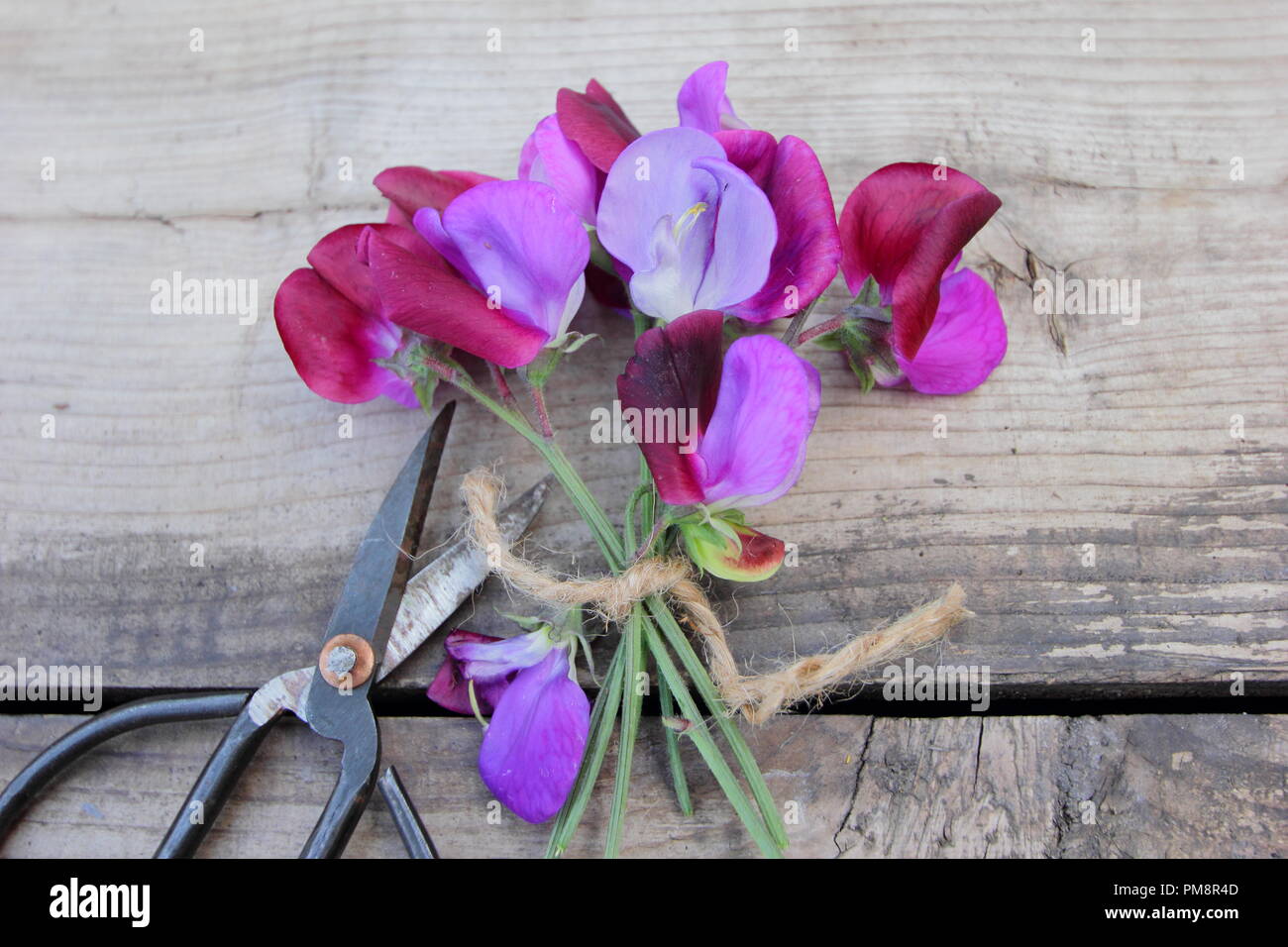 Lathyrus odoratus, Bouguet of sweet pea 'Cupani' flowers on a wooden table, summer, UK. The original sweet pea. Stock Photo