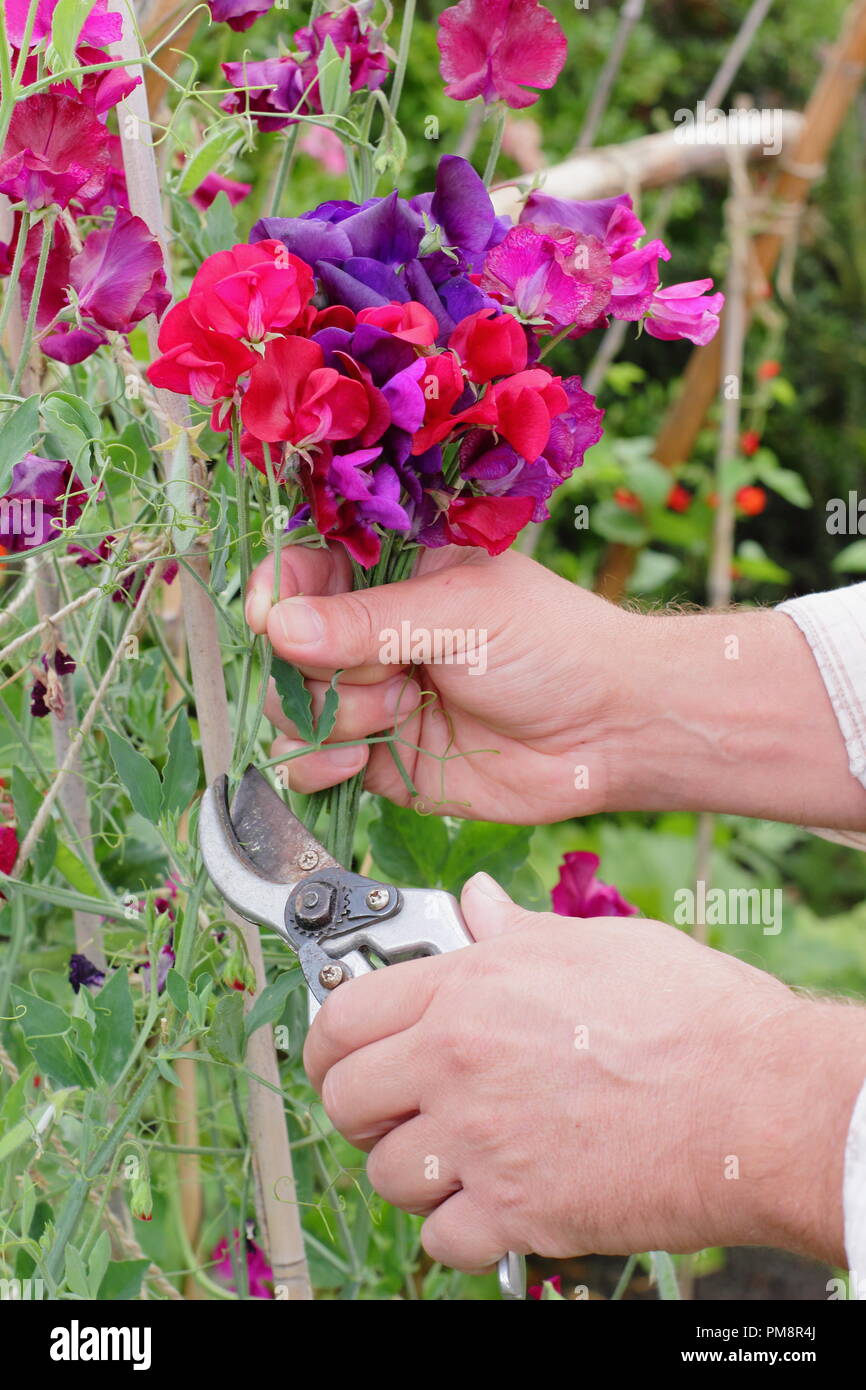 Lathyrus odoratus. Cutting sweet pea flowers in an English garden in summer, UK Stock Photo