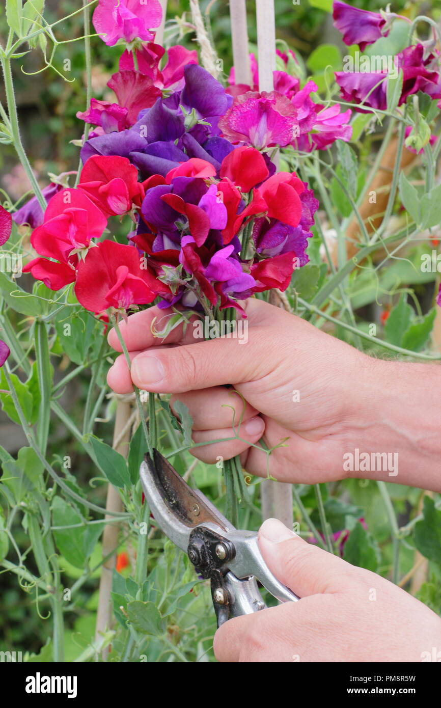 Lathyrus odoratus. Cutting sweet pea flowers in an English garden in summer, UK Stock Photo