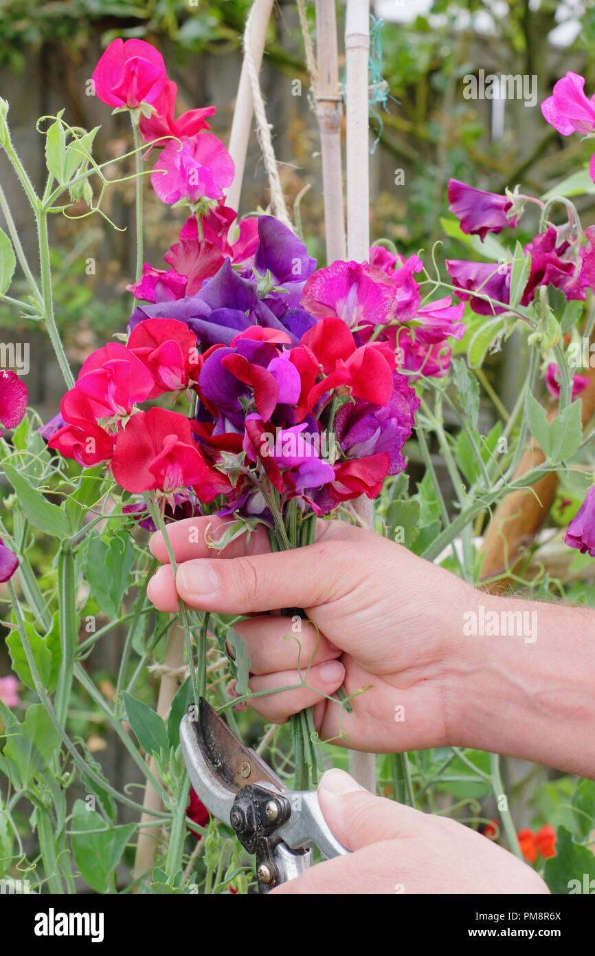 Lathyrus odoratus. Cutting sweet pea flowers in an English garden in summer, UK Stock Photo Alamy