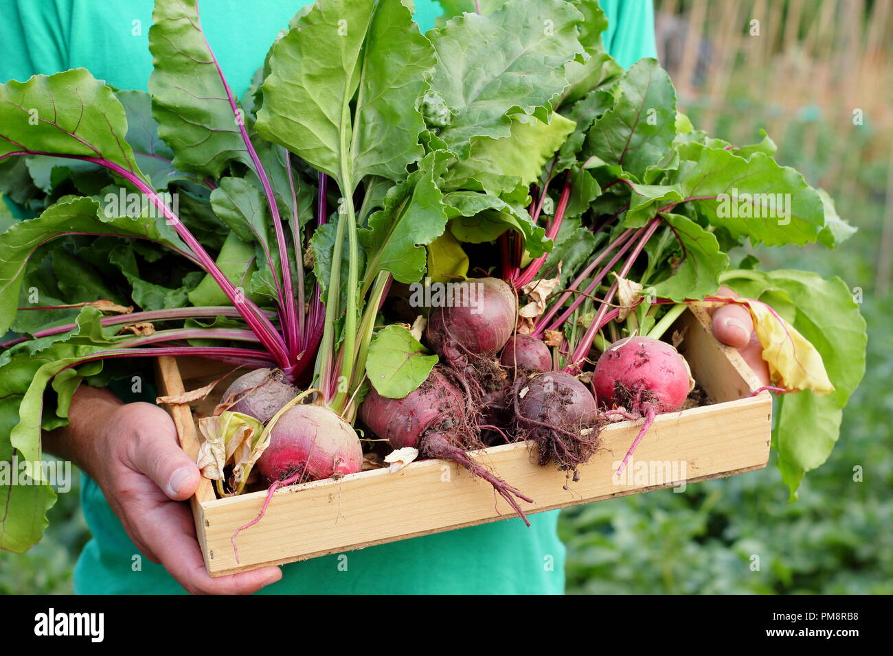 Beta vulgaris. Male holding freshly harvested homegrown Boltardy and Chioggia beetroot varieties in a wooden tray, July, UK Stock Photo