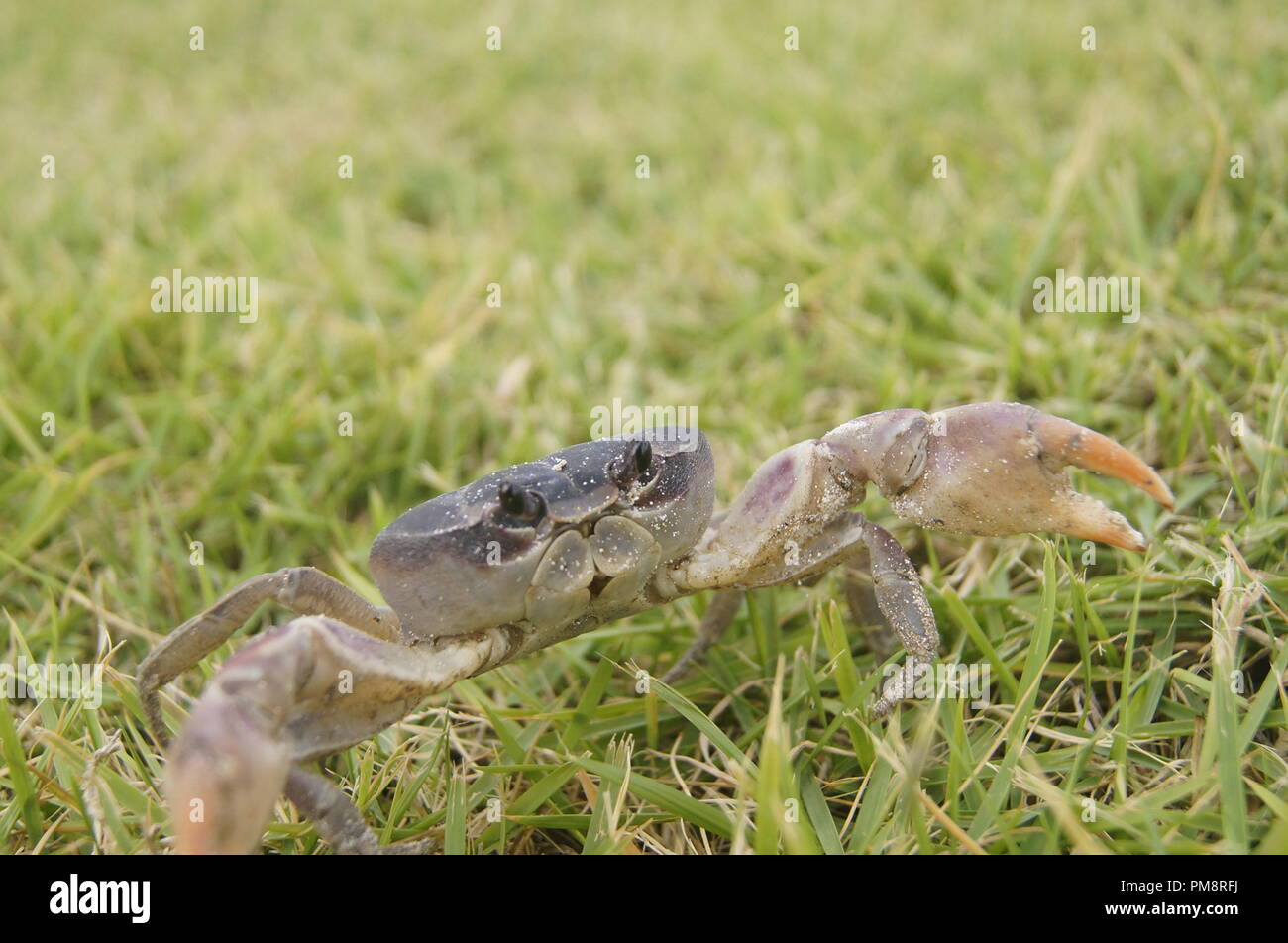 Caribbean crab hi-res stock photography and images - Alamy
