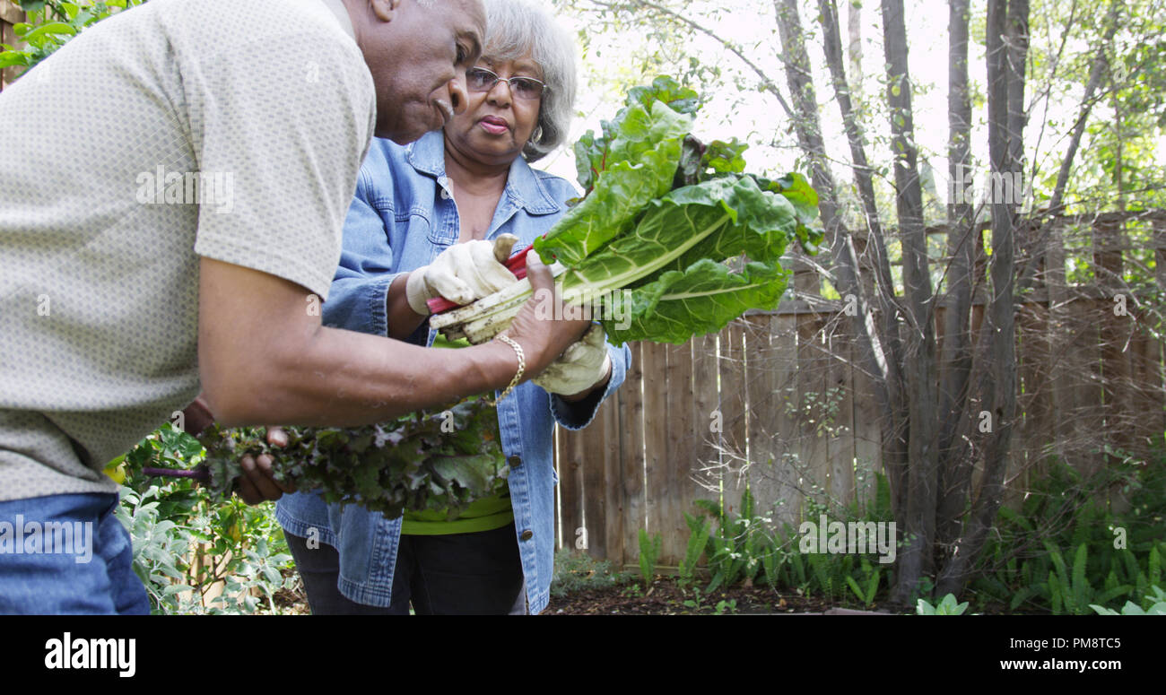 Mature black couple gardening together Stock Photo - Alamy