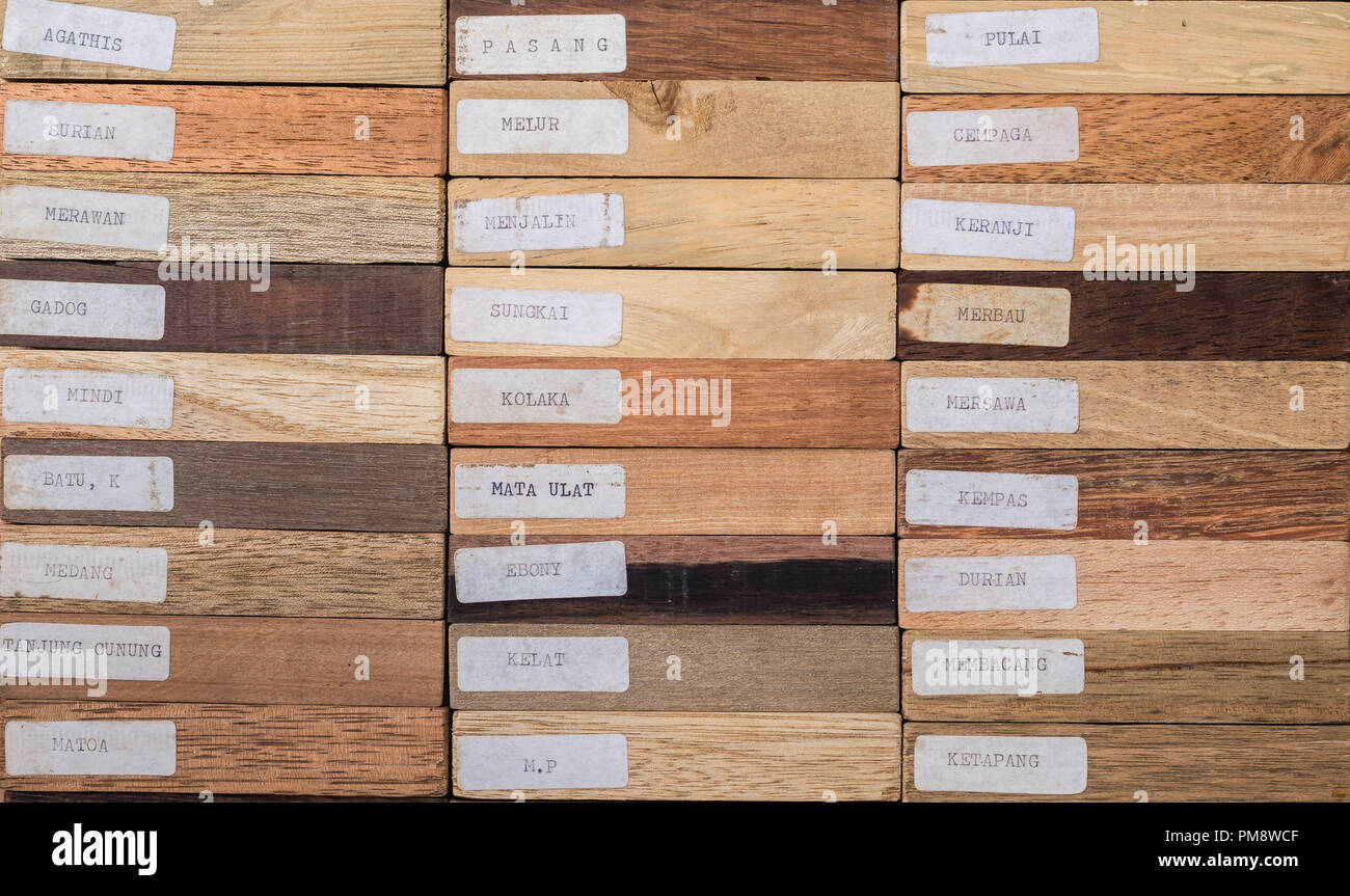 sample of different species of tropical hardwood that grow in Indonesia with the name tag on it. forestry and biodiversity concept Stock Photo
