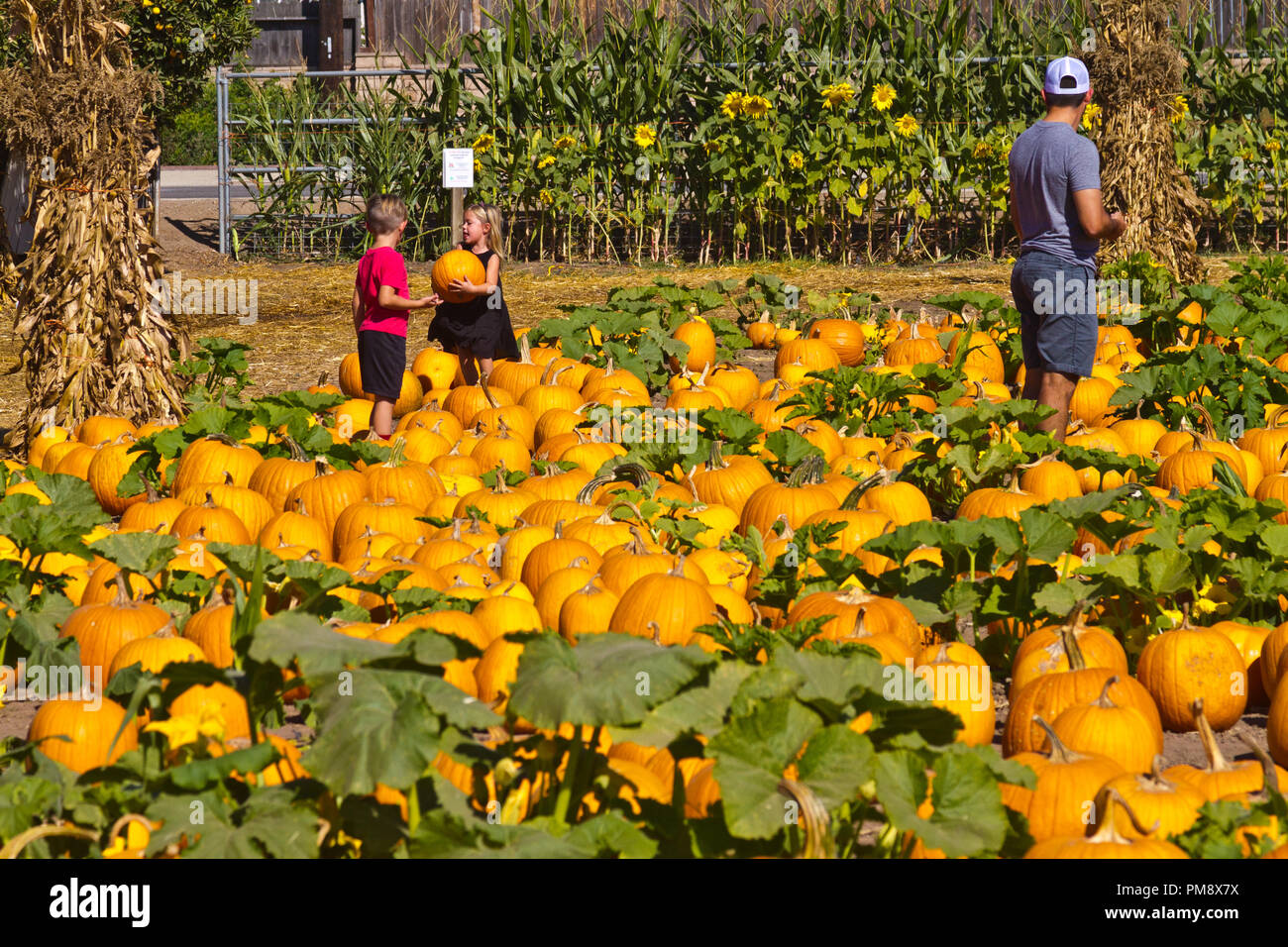 Children picking out a pumpkin in a pumpkin patch before Halloween Stock Photo