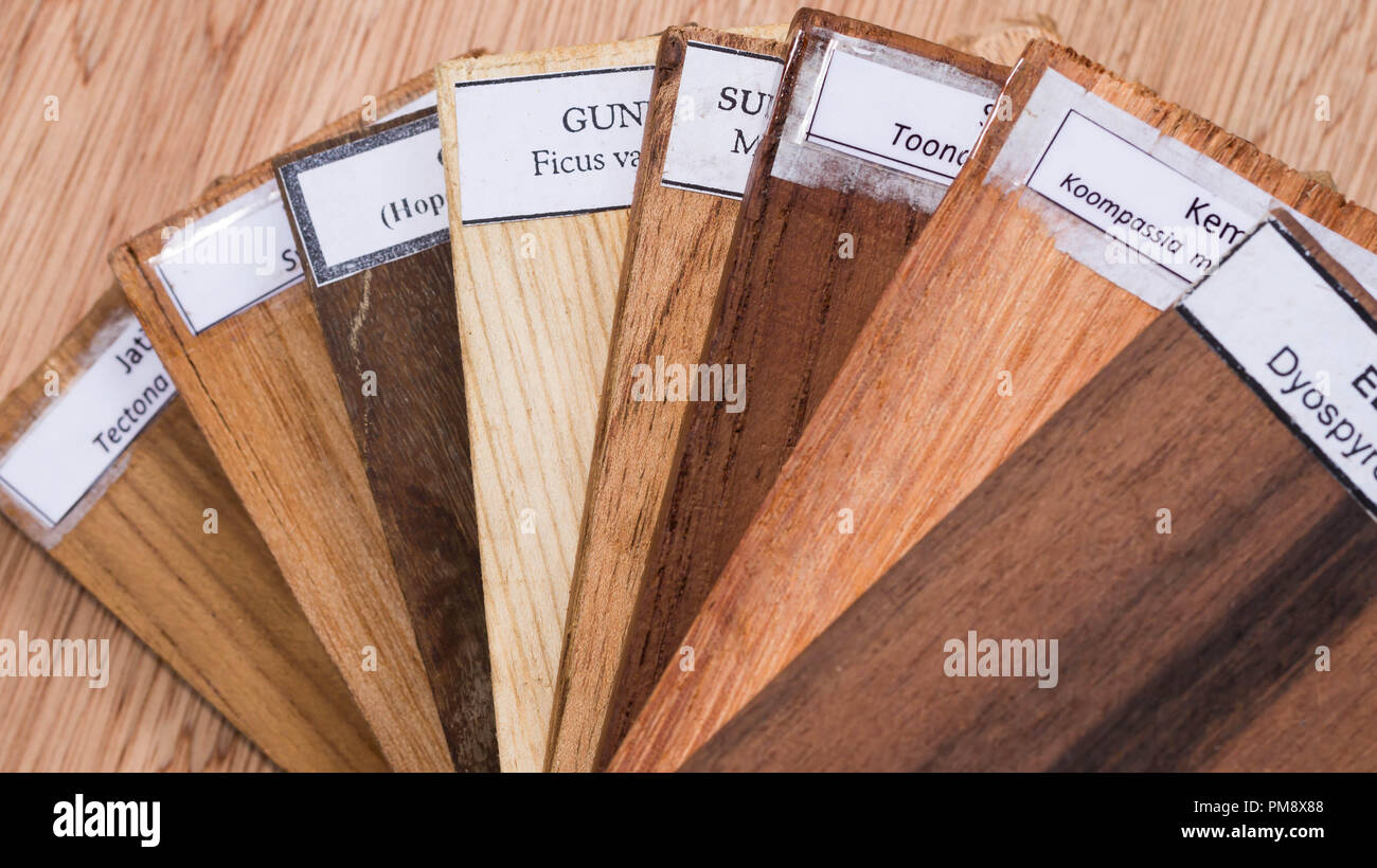 sample of different species of tropical hardwood that grow in Indonesia. forestry and biodiversity concept Stock Photo
