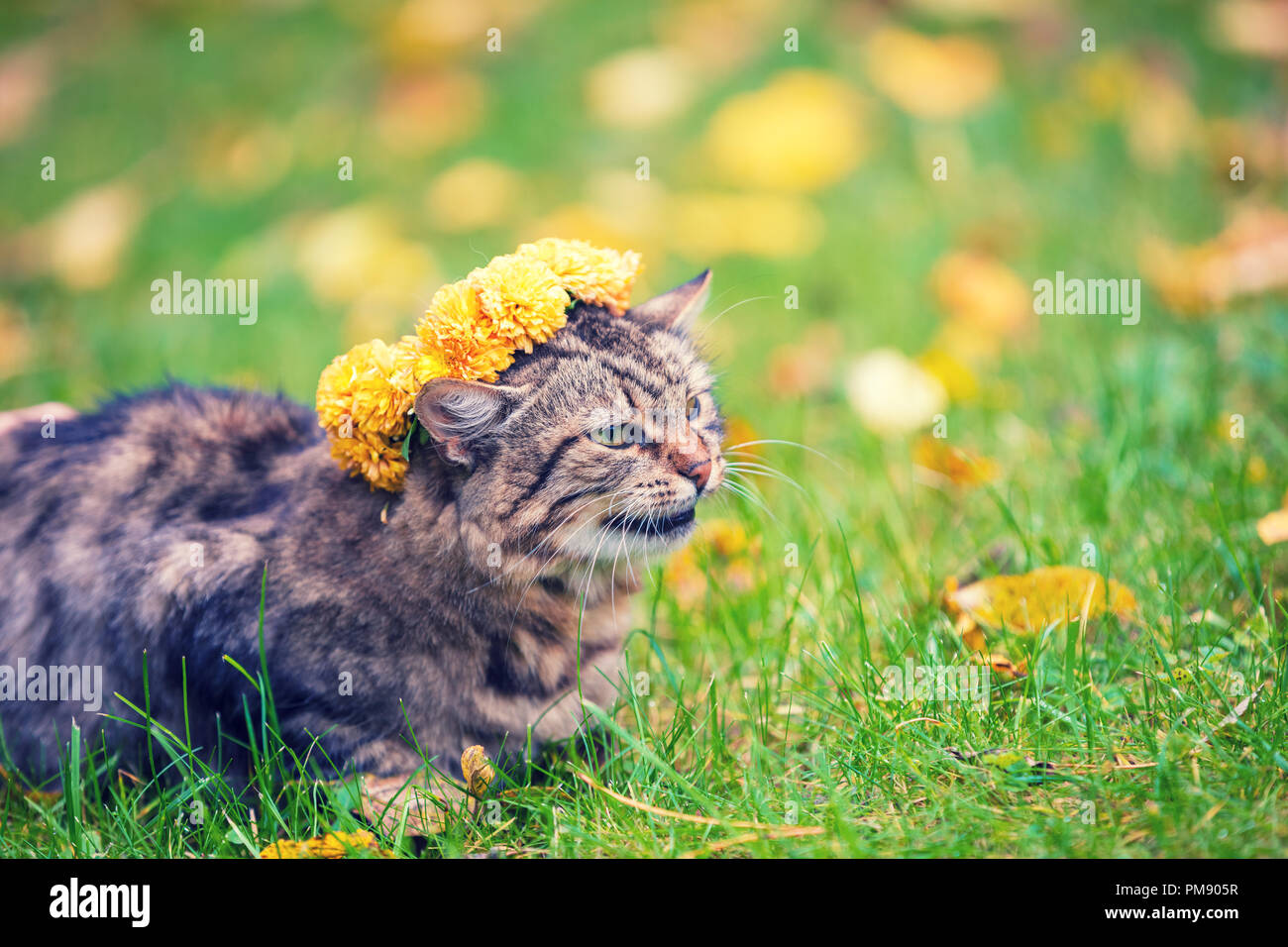 Portrait of the cat lying on the grass in the autumn garden. Cat crowned with the flower chaplet Stock Photo