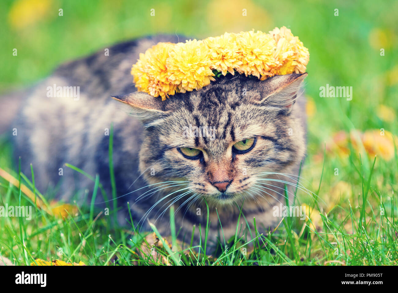 Portrait of the cat lying on the grass in the autumn garden. Cat crowned with the flower chaplet Stock Photo