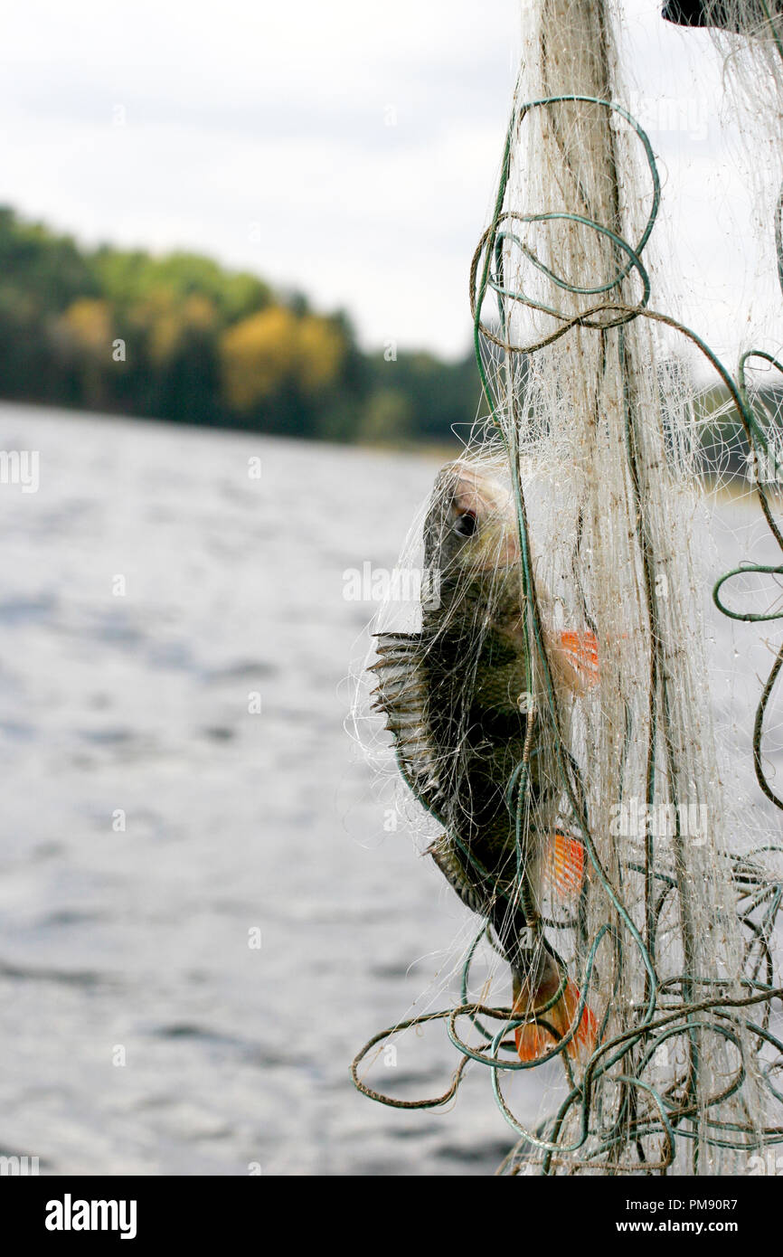 Fish caught in net hi-res stock photography and images - Alamy