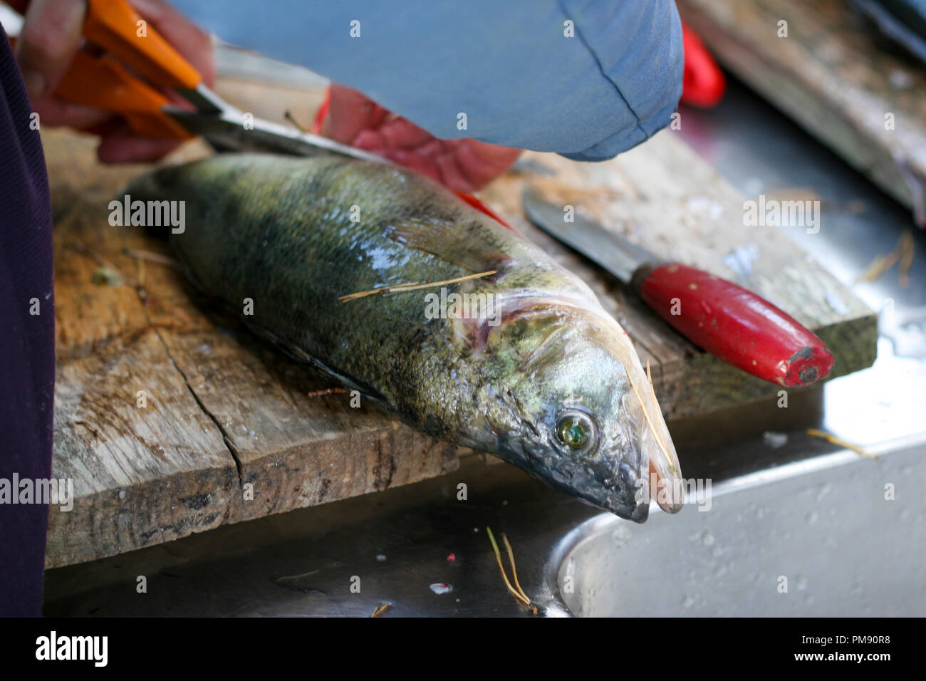 PERCH ready to file Stock Photo