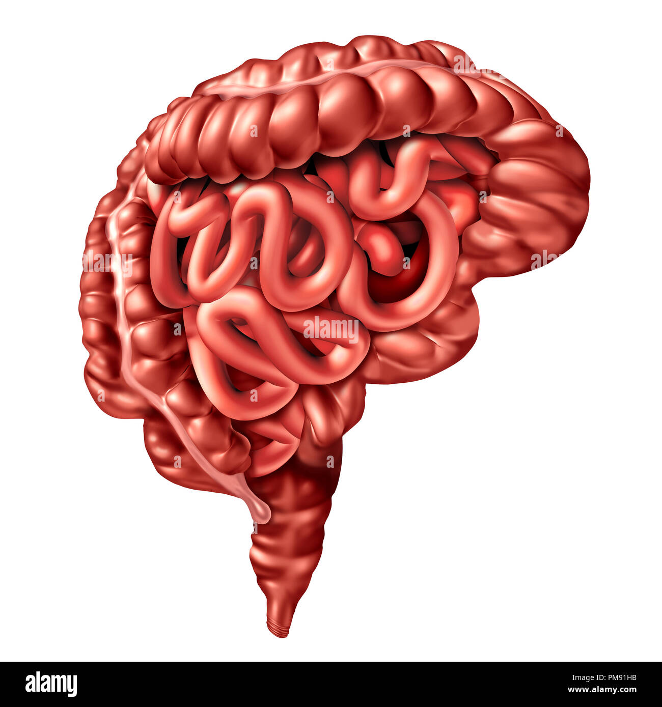 Gut brain axis concept as a digestive system and human thinking organ connected together as a medical biochemical signaling symbol. Stock Photo