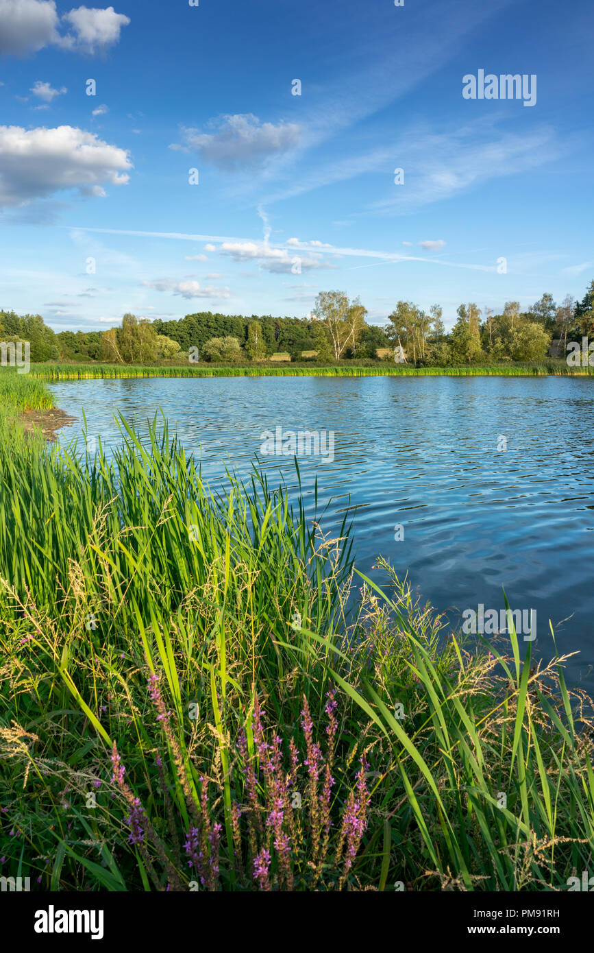 Small lake with reed in the sunny summer country. Landscape in the calm nature. Stock Photo