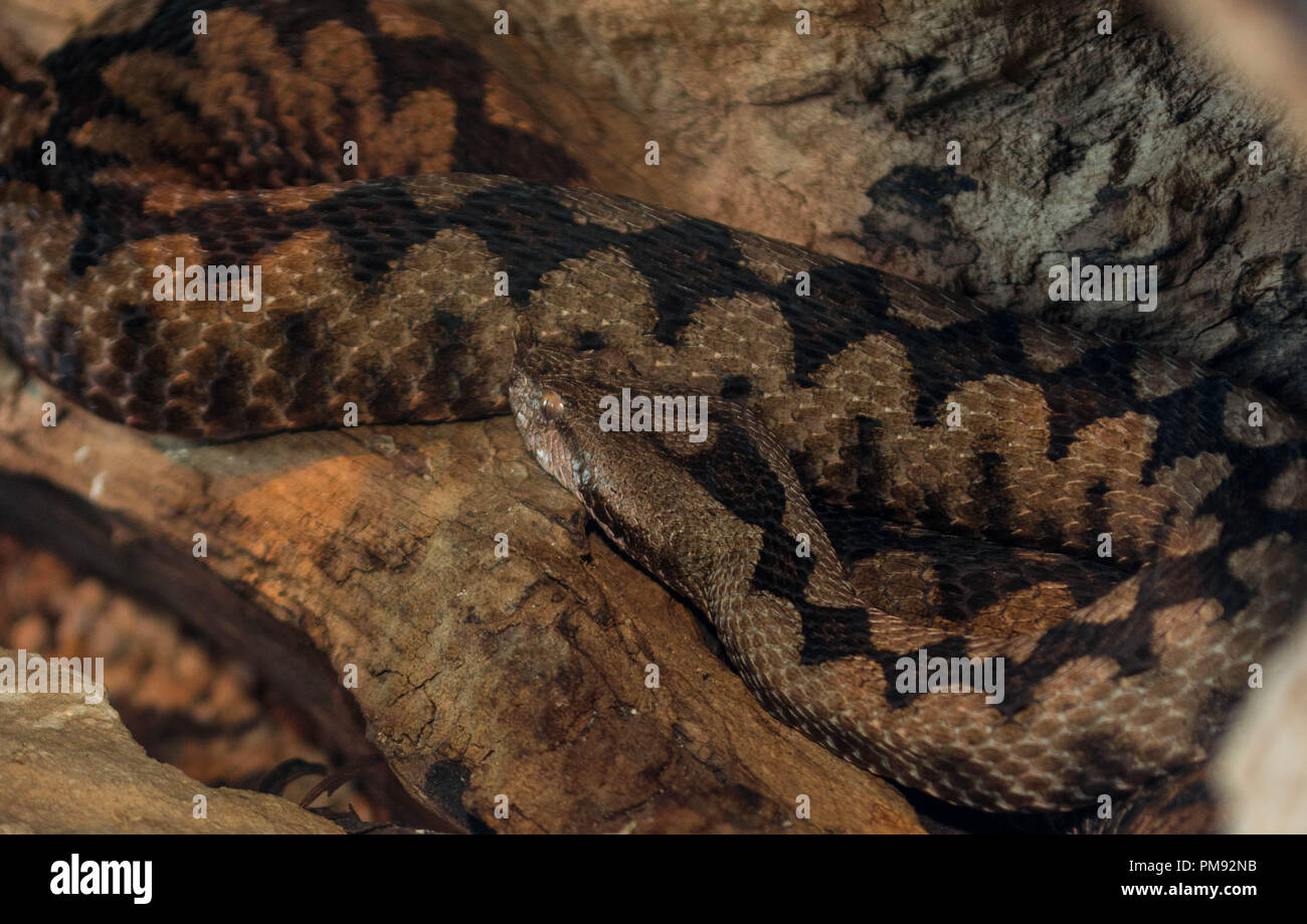nose horn viper snake Stock Photo Alamy