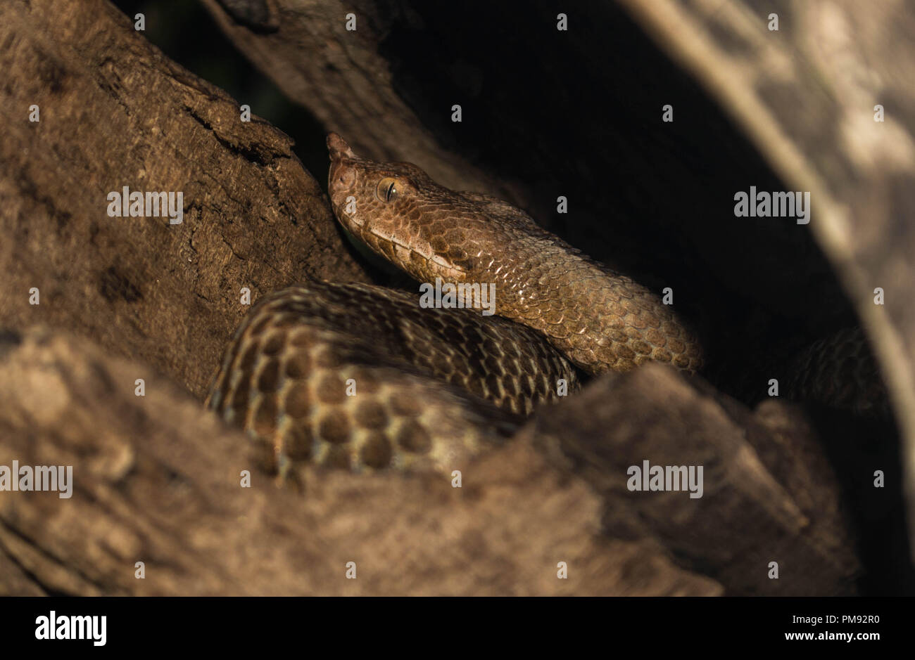 nose horn viper snake Stock Photo Alamy