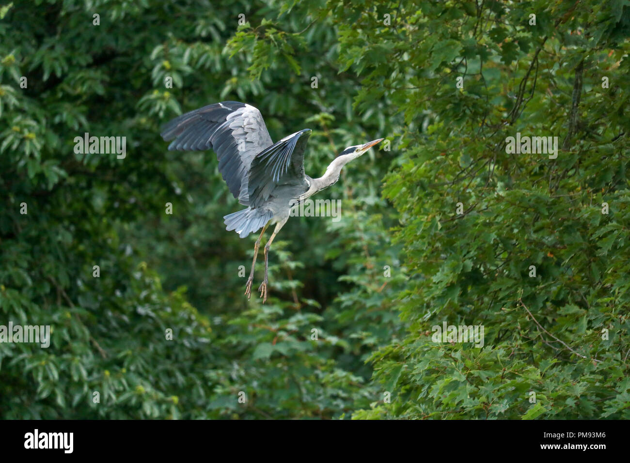 A grey heron prepares to land in a tree near Muncaster Castle Stock Photo