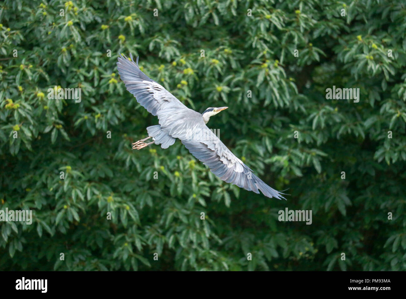 A grey heron with its wings at full stretch banks in to land in a tree on the boundary of Muncaster Castle, Cumbria. Stock Photo