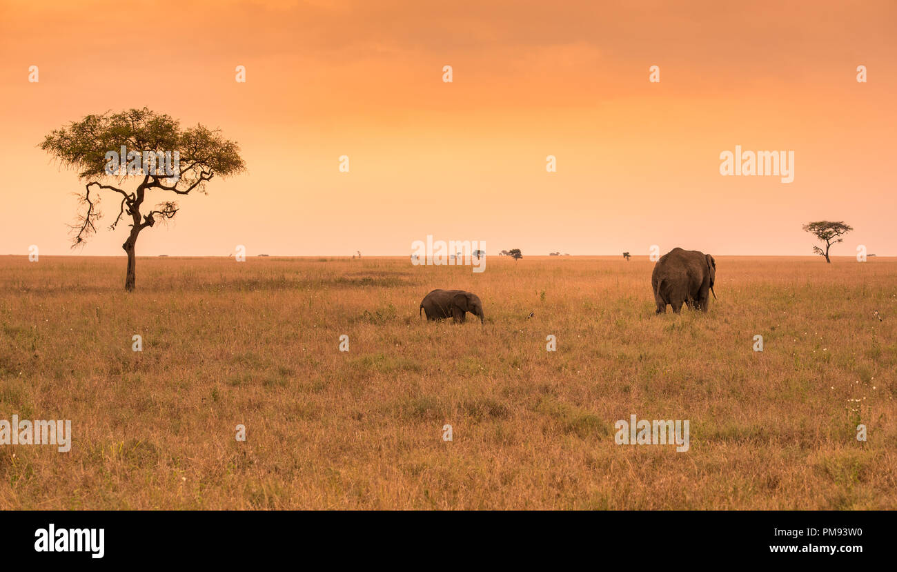Parent African Elephant with his young baby Elephant in the savannah of ...