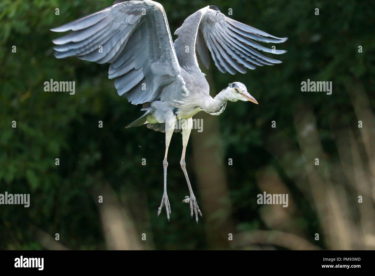 A grey heron with legs and wings extended, backwinging in to land in a field bordering Muncaster Castle, Cumbria. Stock Photo