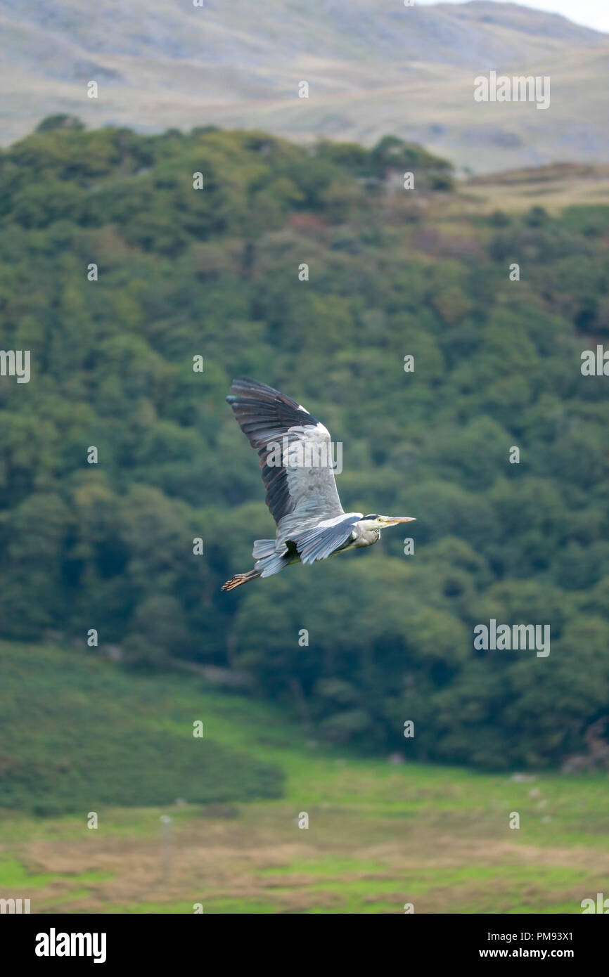 A grey heron soars over the River Esk valley against a backdrop of woodland on the flank of Whitfell. Stock Photo
