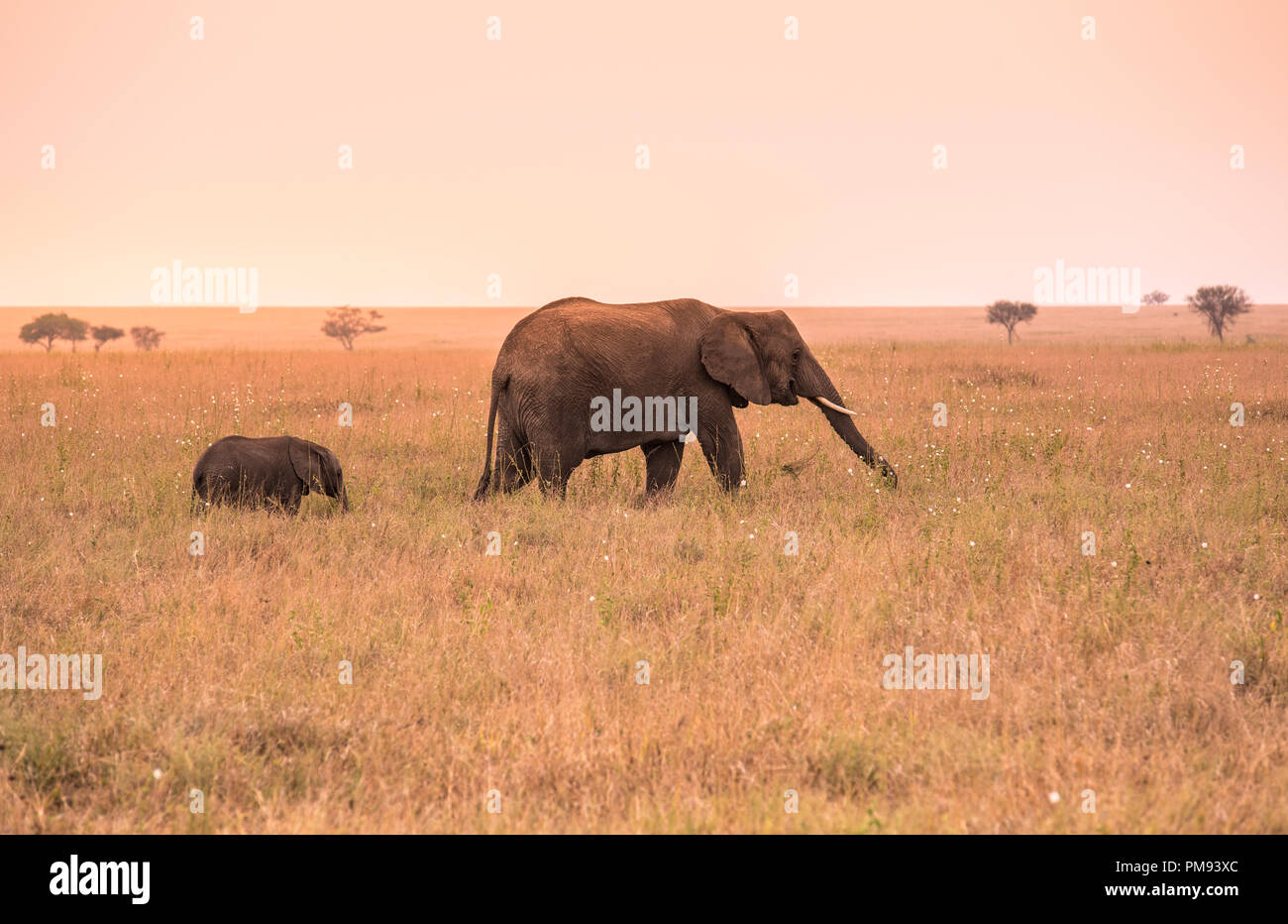 Parent African Elephant with his young baby Elephant in the savannah of ...
