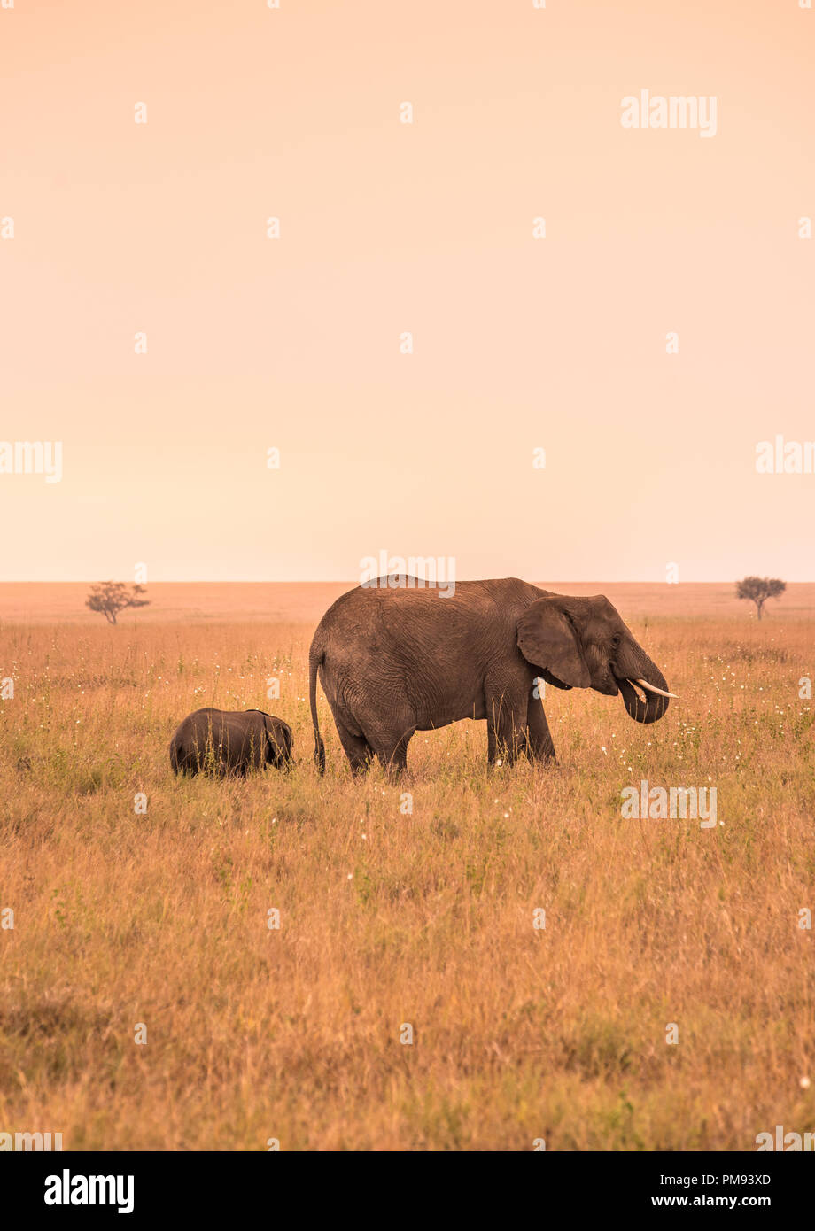 Parent African Elephant with his young baby Elephant in the savannah of ...