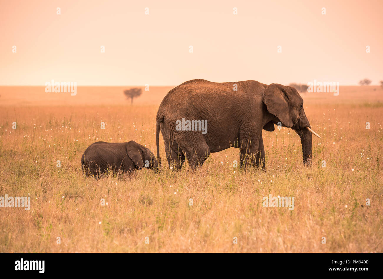 Parent African Elephant with his young baby Elephant in the savannah of ...