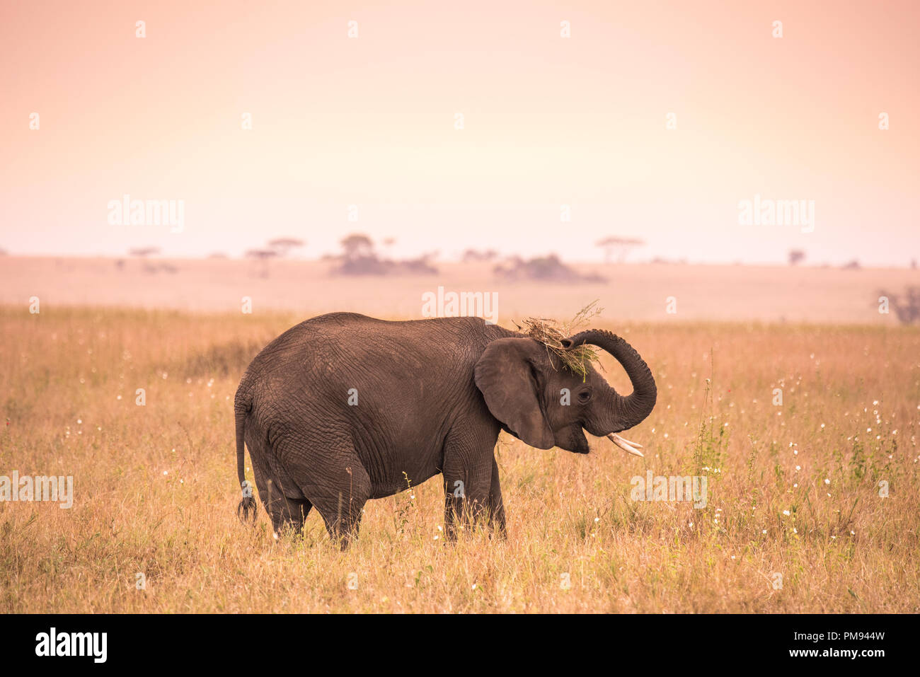 Young African Baby Elephant in the savannah of Serengeti at sunset ...