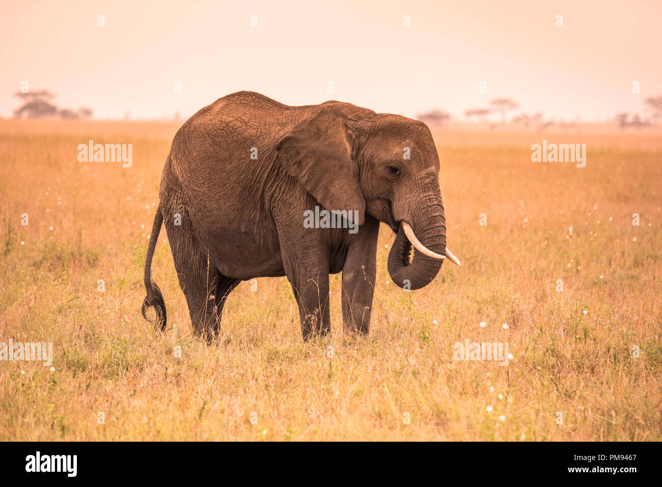 Lonely African Elephant in the savannah of Serengeti at sunset. Acacia ...