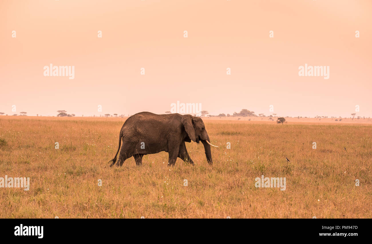 Lonely African Elephant in the savannah of Serengeti at sunset. Acacia ...