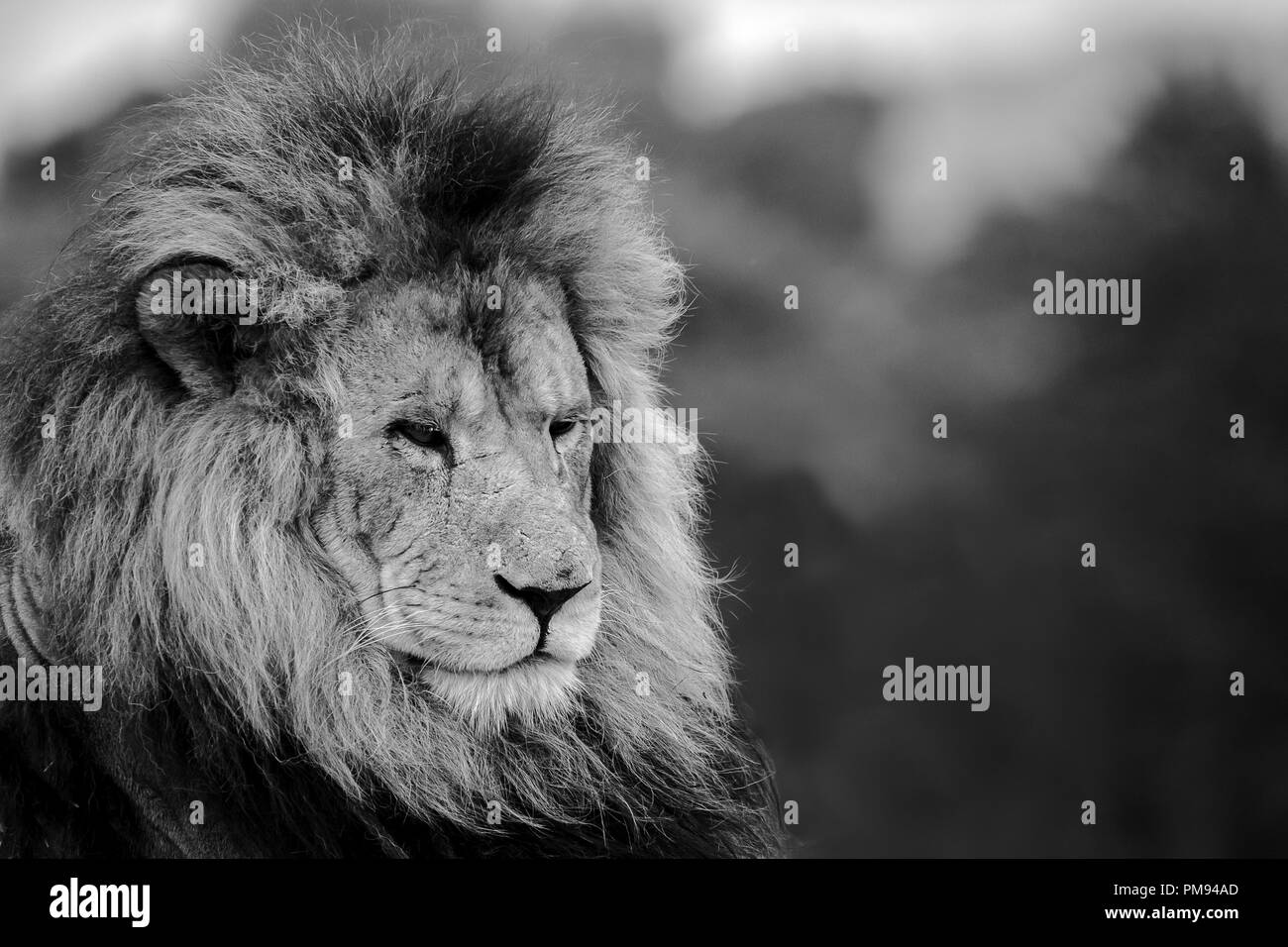 Lion head Black and White Stock Photos & Images Alamy