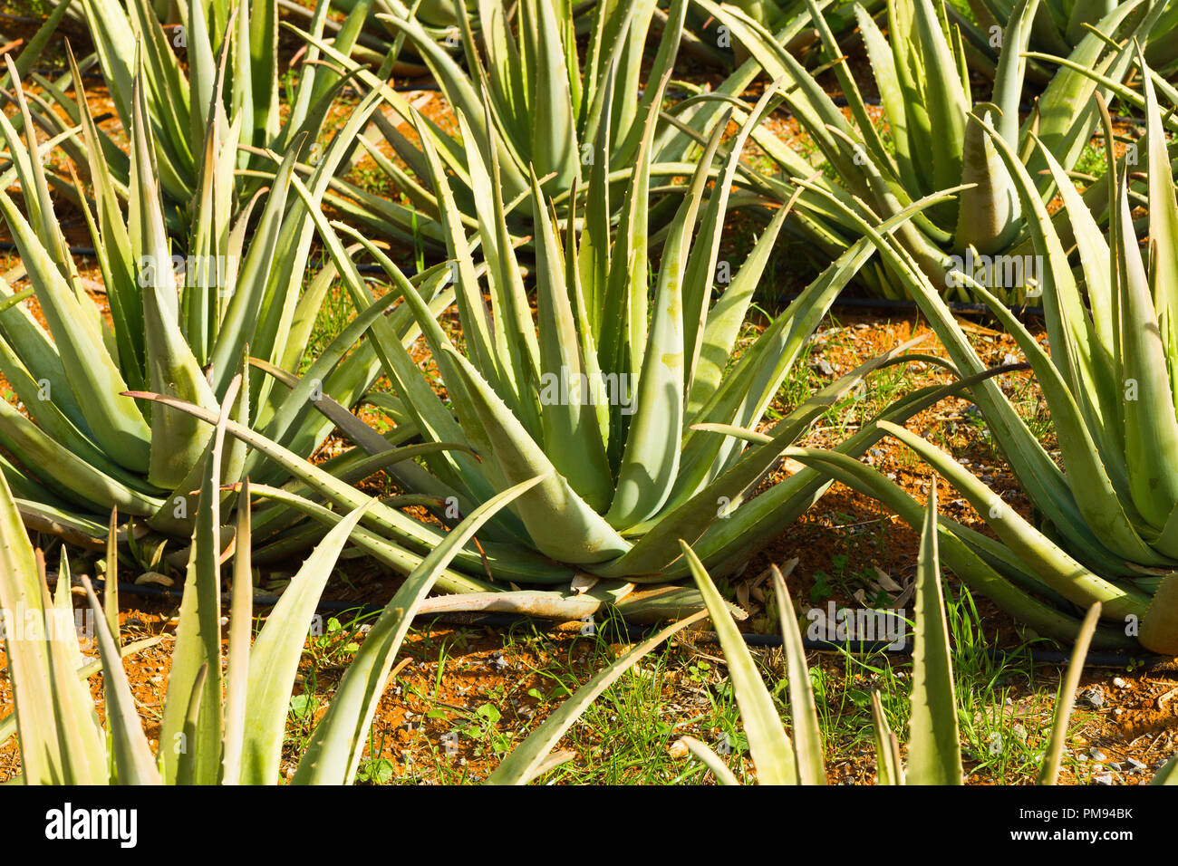 Aloe Vera pharmaceutical plant field. Herbal medical plant fields in the  Mediterranean island of Crete, Greece Stock Photo - Alamy