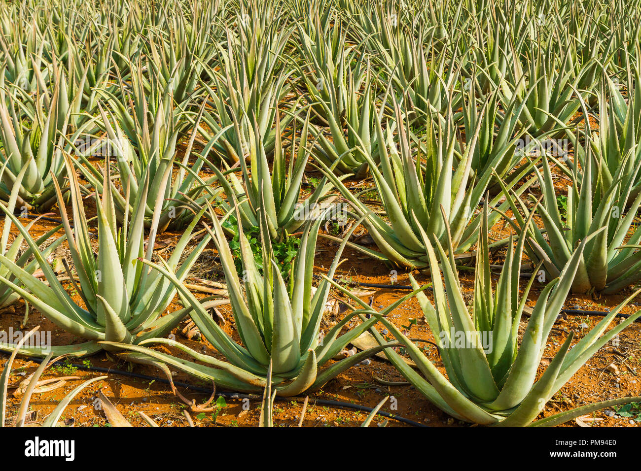 aloe vera für trockene haare Aloe Vera Spray aus der Apotheke main image 0
