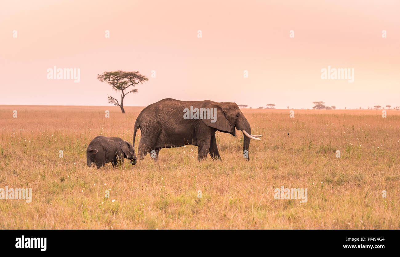Parent African Elephant with his young baby Elephant in the savannah of ...
