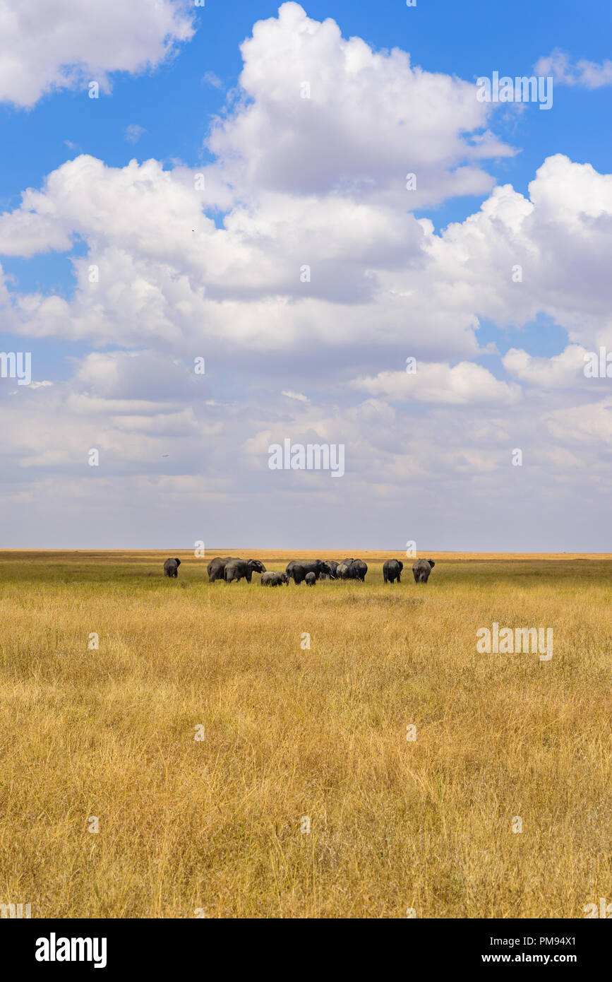 African Elephant Herd in the savannah of Serengeti at sunset. Acacia ...