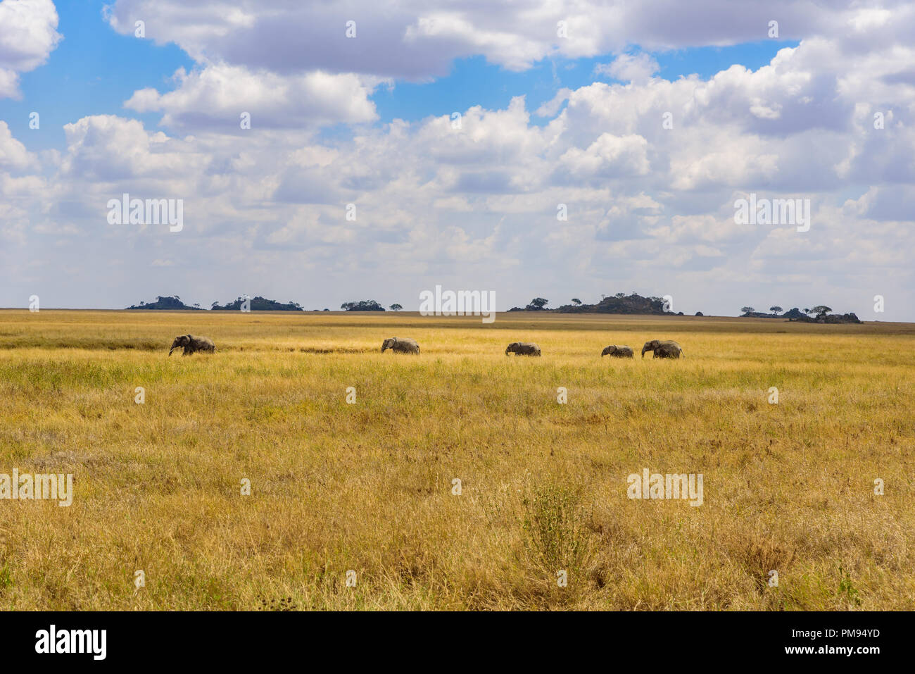 African Elephant Herd in the savannah of Serengeti at sunset. Acacia ...