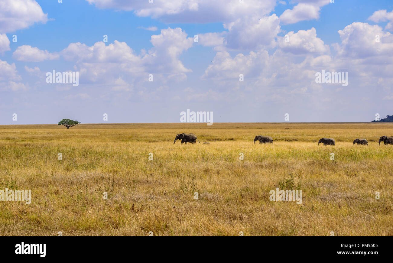 African Elephant Herd in the savannah of Serengeti at sunset. Acacia ...
