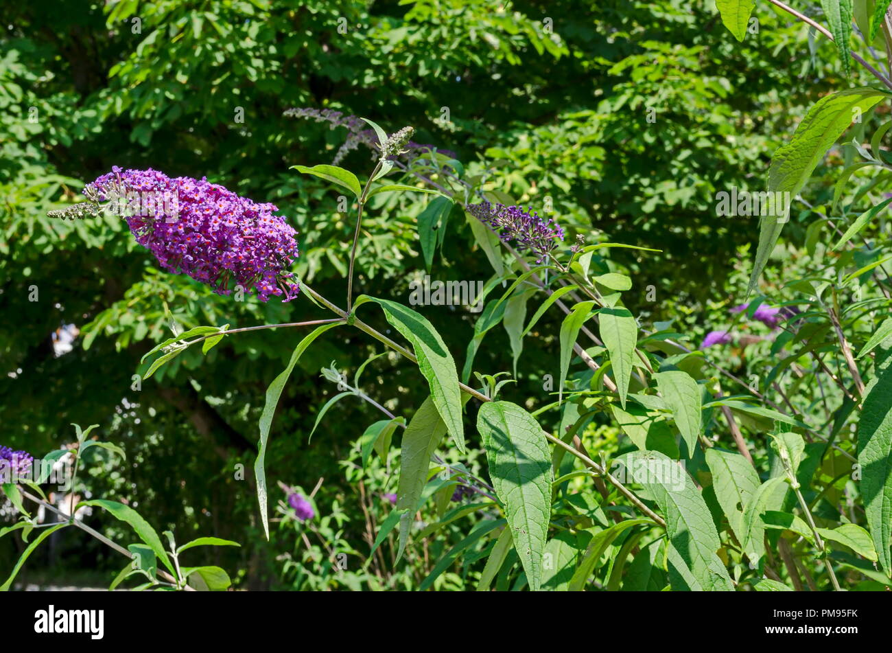 Buddleia davidii, Violet Lilac or Butterfly Bush blooming on a green background, Sofia, Bulgaria Stock Photo
