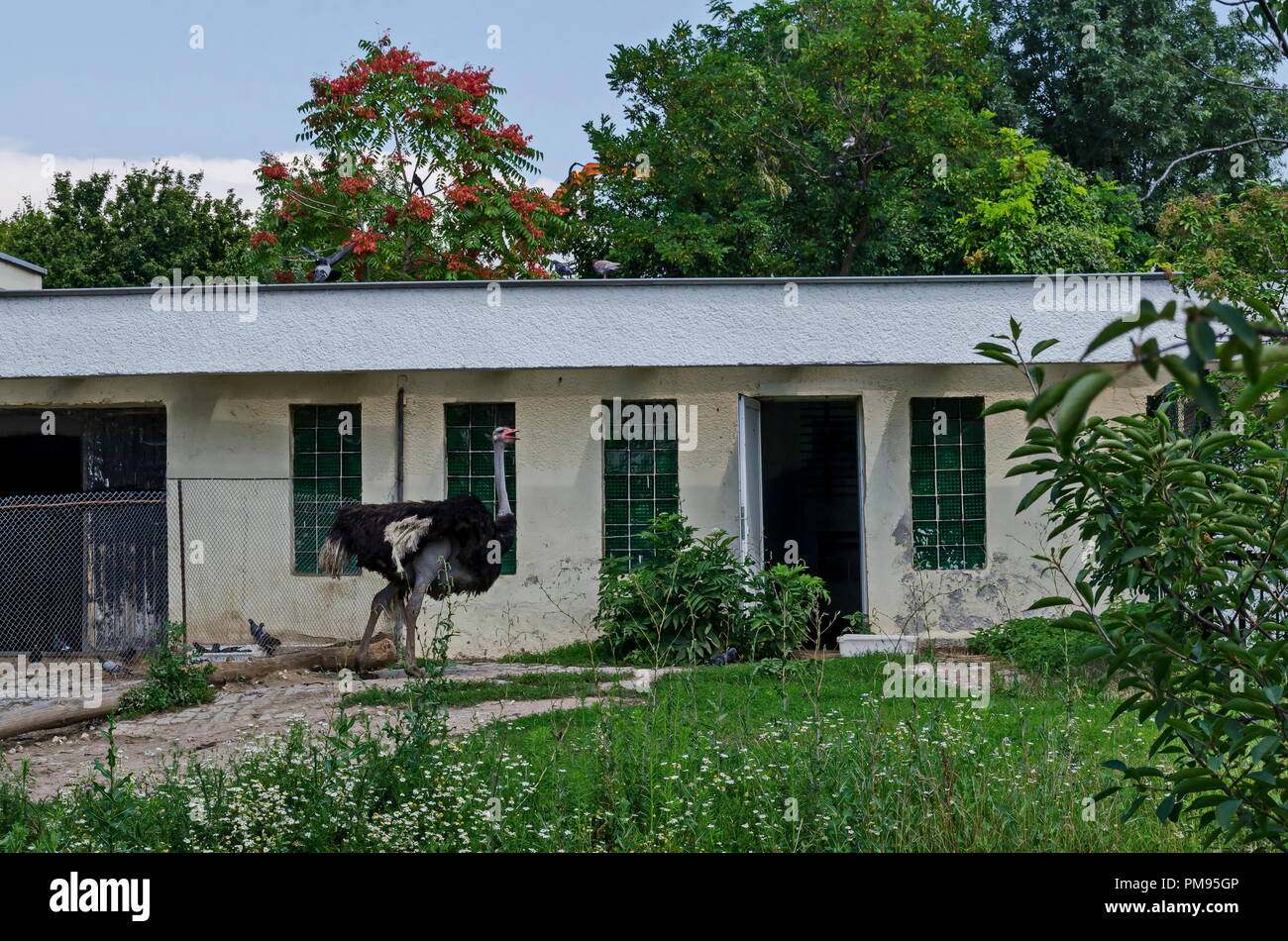 Young ostrich walking on  the farmyard and look for green grass, Sofia, Bulgaria Stock Photo