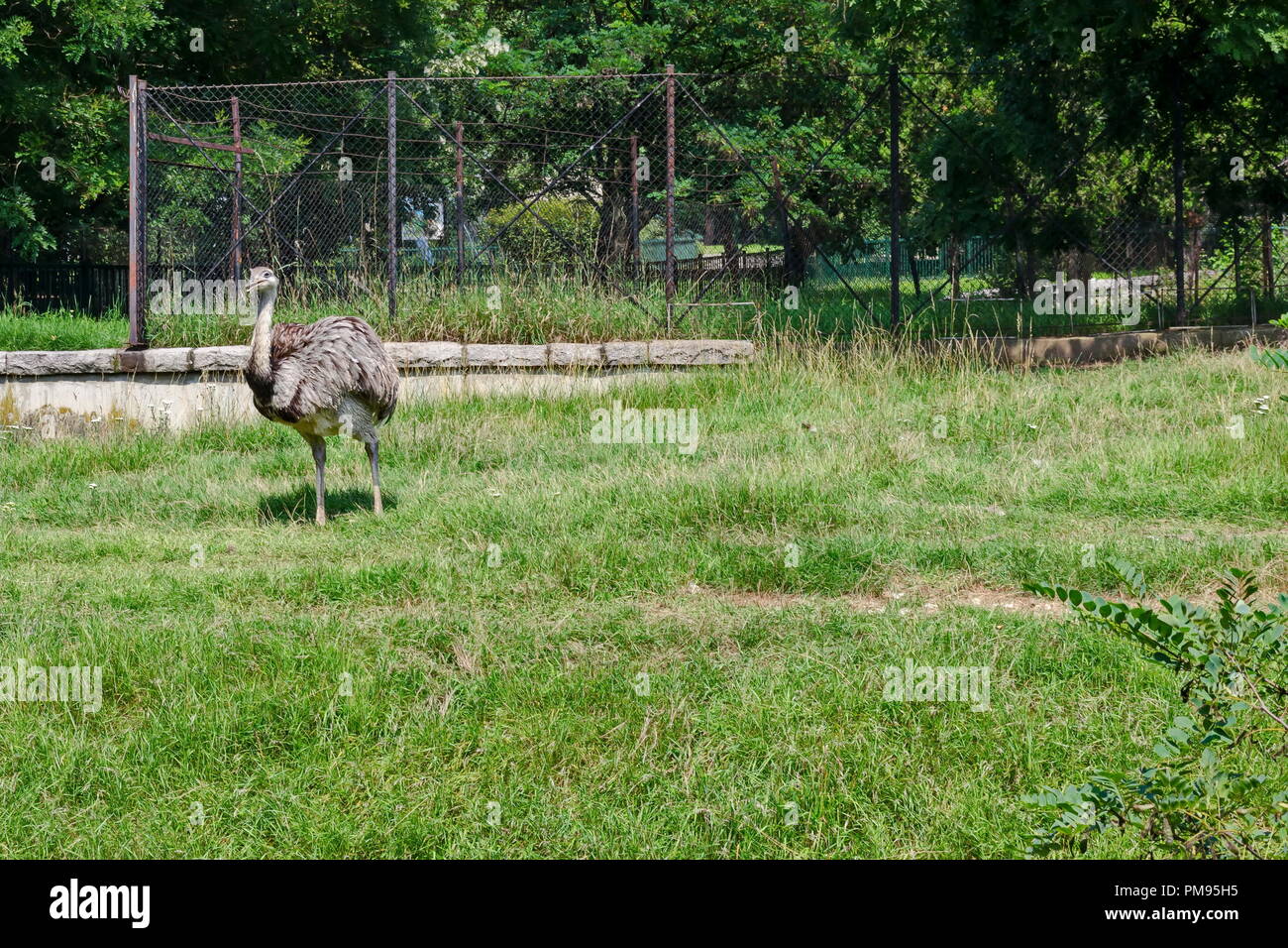 Portrait of  smile ostrich in green part of park,  Sofia, Bulgaria Stock Photo
