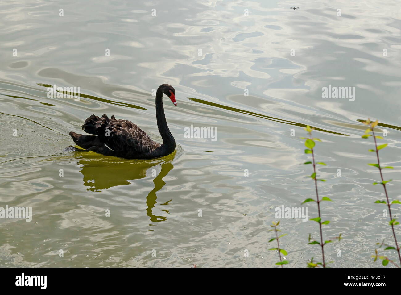 Beautiful black swan swimming on a lake,  Sofia, Bulgaria Stock Photo