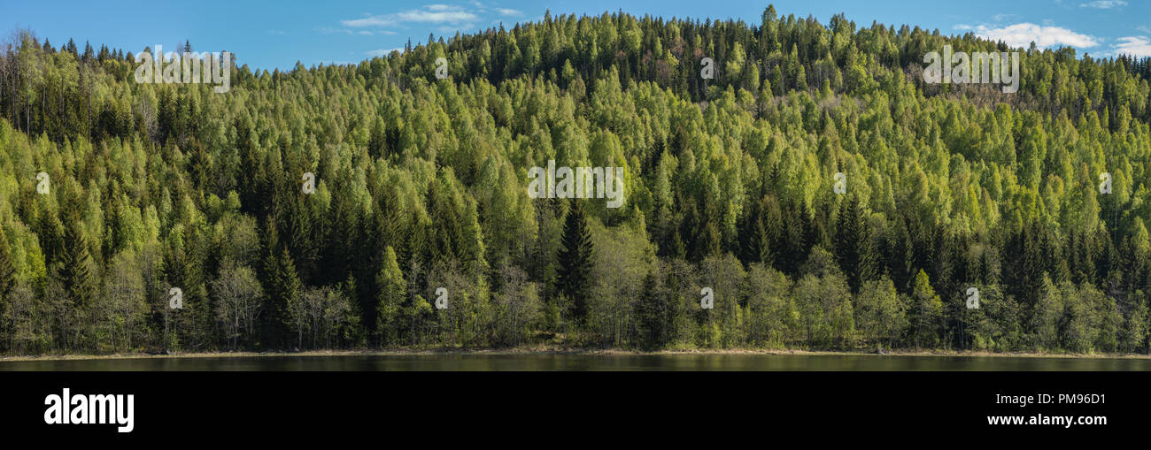 Beautiful green forest panorama Stock Photo - Alamy