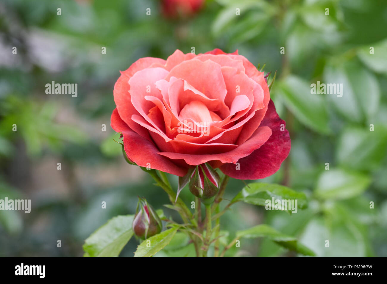 Rosa Hot Chocolate 'Wekpaltlez' flower. Stock Photo