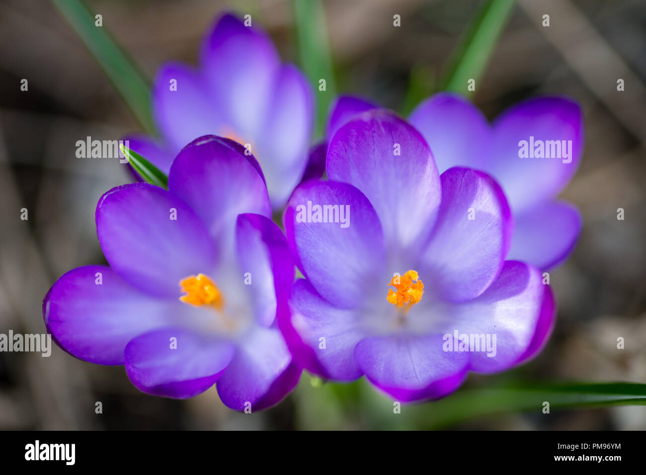 Purple crocus spring flowers Stock Photo - Alamy