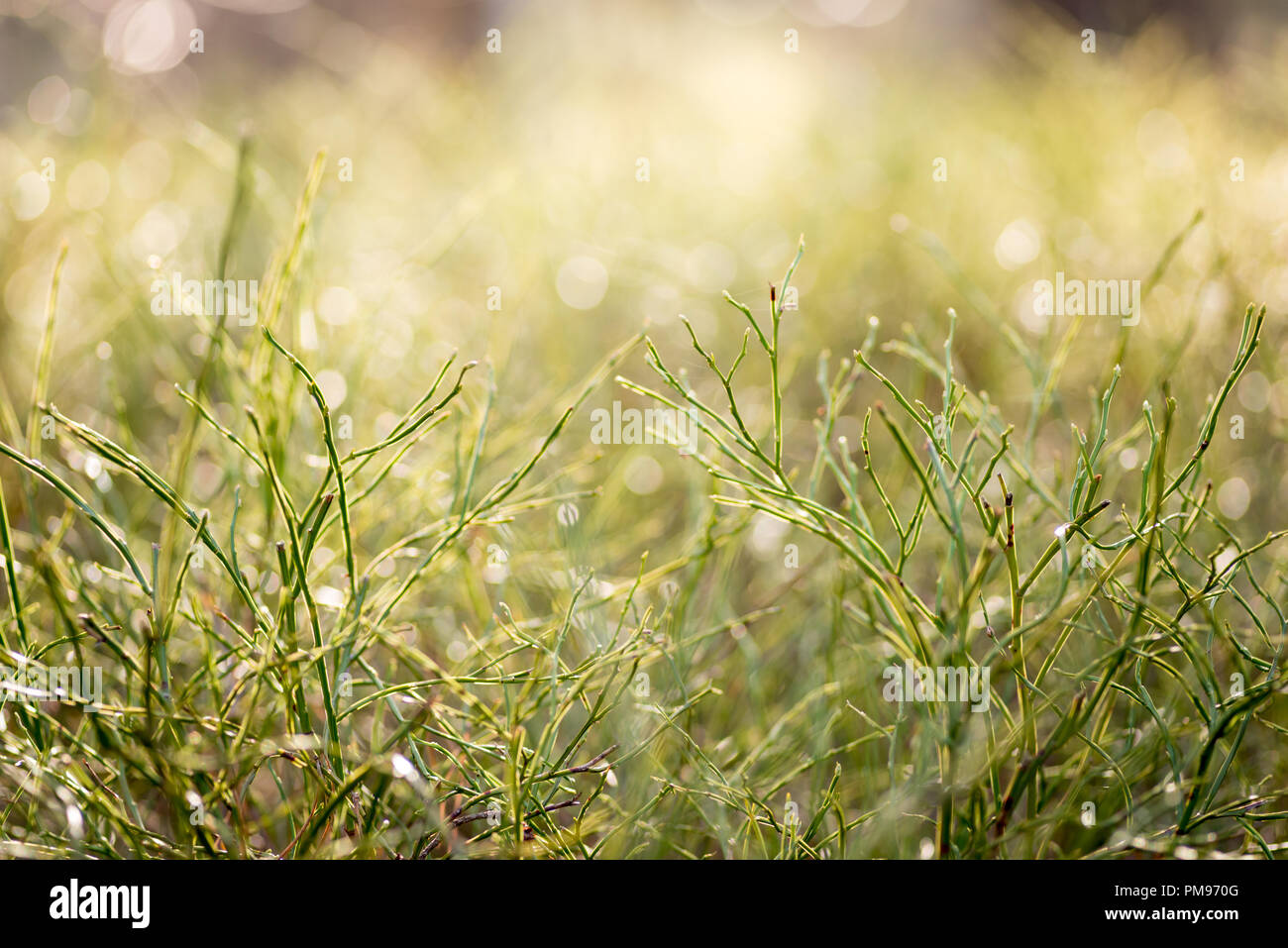 Green weed in forest sunshine Stock Photo - Alamy