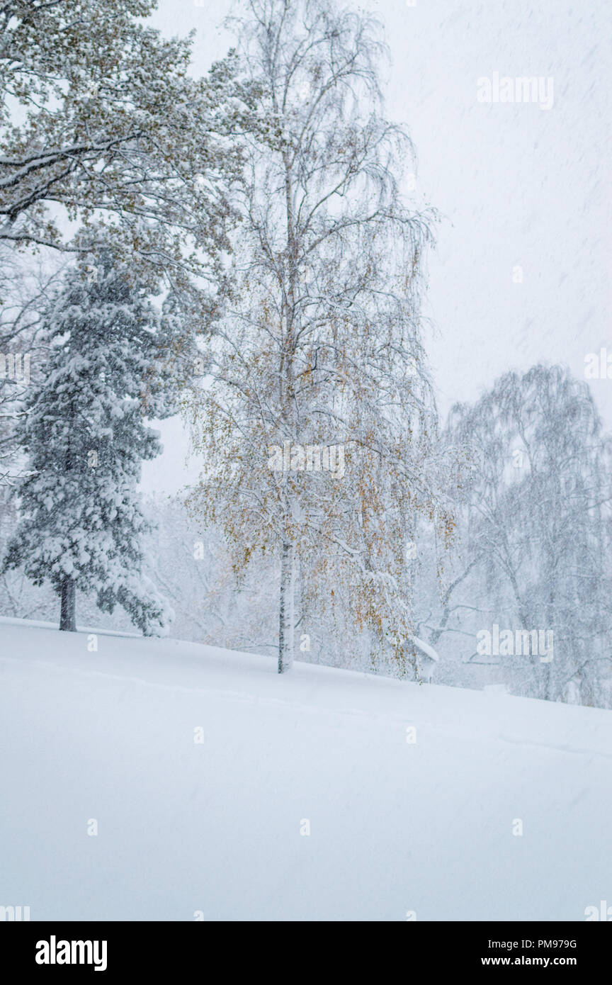 Birch tree in heavy snowfall Stock Photo Alamy