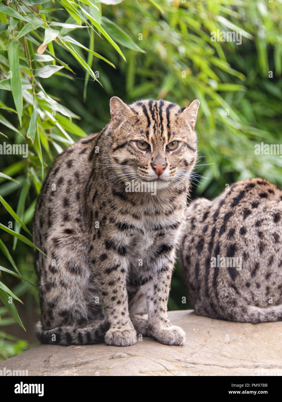 Fishing Cat Stock Photo Alamy