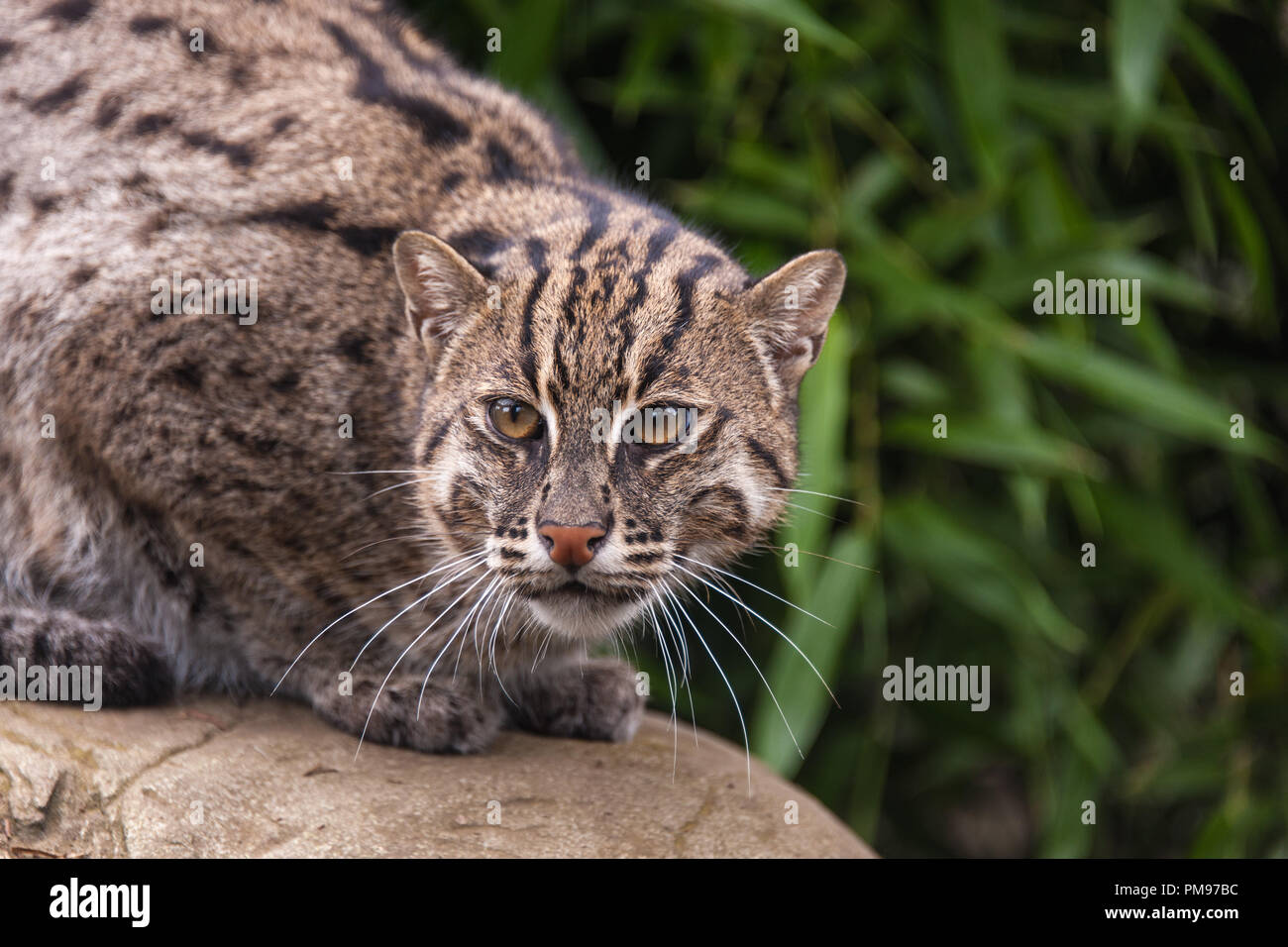 Fishing_cat hires stock photography and images Alamy