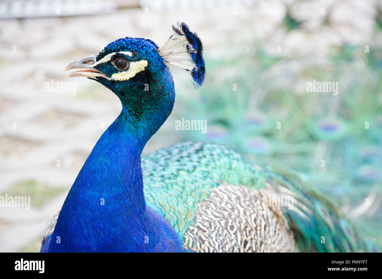 A male peacock in breeding plumage making his mating call. Stock Photo